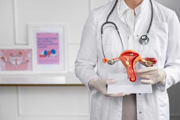 medical doctor holding a female reproductive 3d model